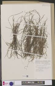 Image result for Polygala arenaria