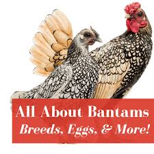 Maybe you would like to learn more about one of these? Bantam Chickens Owner S Guide