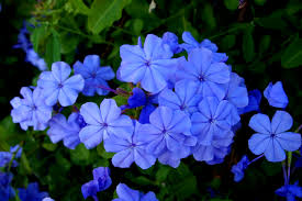 Check spelling or type a new query. Free Photo Blue Flowers Blue Flowers Many Free Download Jooinn
