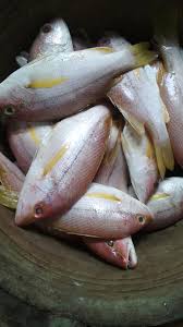Bahan utama bikin sup ikan kakap adalah kakap, kunyit, belimbing wuluh, dan sejumlah bumbu. Bakul Iwak Laut Bahan Malam Tahun Baru Ekor Kuning Dan Facebook