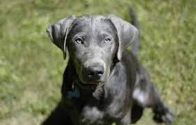 Silver Labrador Are They Really Labradors Or Weimaraners