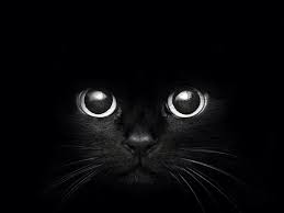  Il Simbolismo Celtico Degli Animali Binatang Kucing Hitam Kucing