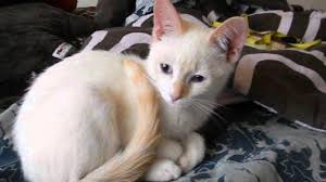 Available solid, ticking and marbled colors cats. Siamese Kitten For Sale In Denver Colorado Classified Americanlisted Com