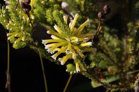 Image result for Nidorella resedifolia