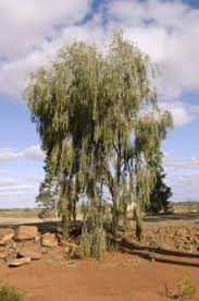 Image result for Acacia borleae