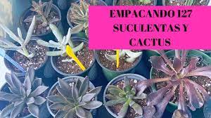 Las suculentas y los cactus son plantas que han adquirido notoriedad por su fácil mantenimiento, su precio accesible y variedad de formas y tamaños. Empacando 127 Cactus Y Suculentas L Desde Arizona Puerto Rico L Evita Que Se Pudran L Rosaly Rentas Youtube