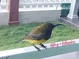 Makanan burung kutilang yang selanjutnya yaitu serangga jenis makanan ini terbilang cukup favorit diatas merupakan makanan utama burung kutilang jika anda memiliki burung kutilang yang masih. Kisah Burung Cantik Singgah Di Laman Pilih Stem Prinsip Akaun Tingkatan 4