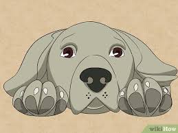 Dog head front view shape sketch before you draw anything else draw a vertical line that will be the middle of the dog's head and draw a horizontal line intersecting with it. How To Draw A Dog Face With Pictures Wikihow