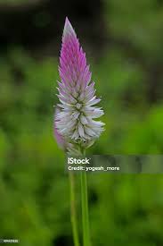 Image result for Celosia pandurata