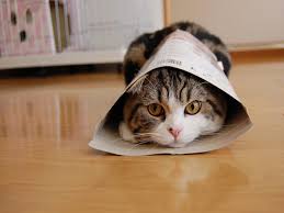 Image result for lolcats