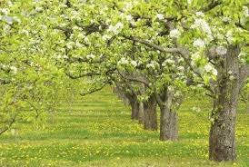 cross pollination pear trees which pear trees pollinate