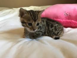 Our bengal cats are part of our family and treated as family. Bengal Cats For Sale Kentucky Oaks Drive Las Vegas Nv 286579