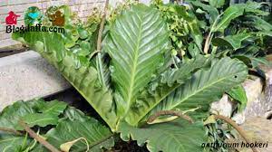 Jemani merupakan jenis anthurium yang mempunyai varian paling banyak diantara jenia anthurium yang ada. 10 Jenis Anthurium Berdaun Lebar Termasuk Tanaman Hias Termahal Di Dunia Loh Blogdaffa Com