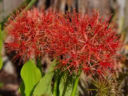 Image result for Scadoxus multiflorus