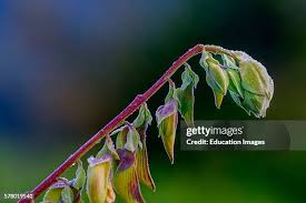 Image result for Crotalaria laburnifolia
