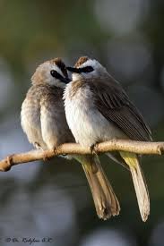 Yellow Vented Bulbul Pet Birds Pretty Birds Most Beautiful Birds