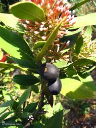 Image result for Acokanthera laevigata