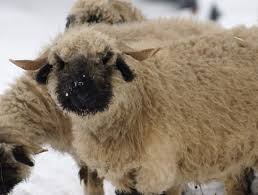 Wang fu says it resembles nine animals: Top 10 Animals With Beautiful Hair The Mysterious World