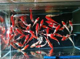 Siapa si h yang tida k kenal dengan ikan, salah satu hewan yang bisa sobat manfaatkan menghiasi pekarangan dengan cara menternaknya. Cara Mudah Budidaya Ikan Koi Jualkoi Id