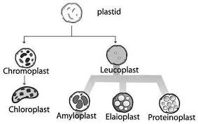 Leucoplast - Wikipedia