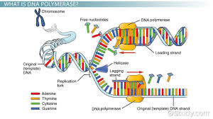 Pin By Aerobe On The Moat By Greg Egan Dna Polymerase Dna Replication Biology Classroom