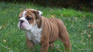 You should never buy a puppy based solely on price. Schoolyard Bullies Southern California English And French Bulldog Breeders