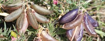 Image result for Lessertia macrostachya