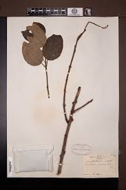 Image result for Phragmanthera capitata