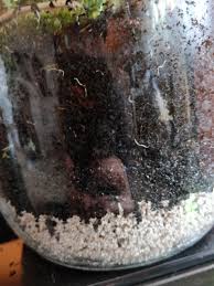 Check spelling or type a new query. One Of My Terrariums Has Nematodes All Over It And My Earth Worms Are Motionless Anyone Have Experience Of This And Will The Terrarium Still Survive Terrariums