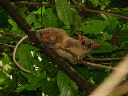 Mammifères continentaux de Guyane · iNaturalist NZ