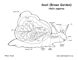 39+ anatomy and physiology coloring pages free for printing and coloring. Snail Anatomy Coloring Page