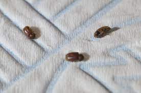 Grain beetles and weevils are tiny black or brown bugs. What Are These Tiny Bugs 364146 Ask Extension