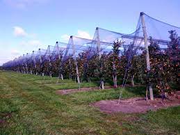 Ontario apple growers, october 2015. Ontario Apple Growers News Growing Apples On A Trellis