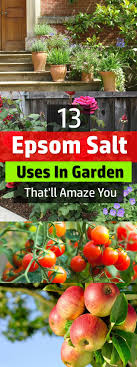Epsom salts are one of those things i'd always heard about and seen at the drug store, but never really bothered to look into for some reason. 13 Epsom Salt Uses In Garden That Ll Amaze You Balcony Garden Web