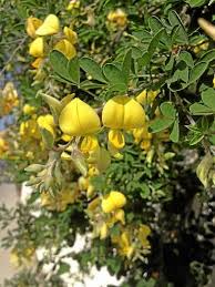 Image result for Crotalaria agatiflora