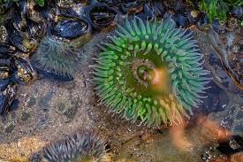 The Best Bay Area Tide Pools For Spotting Sea Creatures