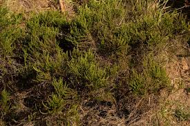 Image result for Cliffortia