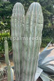 Image result for Lophocereus marginatus
