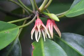 Image result for Bruguiera