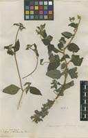 Image result for Sclerocarpus africanus