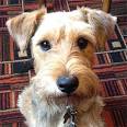 Miniature Schnauzer - Wikipedia