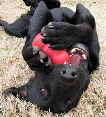 Maybe you would like to learn more about one of these? 10 Tips To Keep Your Dog Entertained While You Work Trusty Tails
