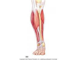 Muscle worksheet with an unlabeled diagram. Muscles Of The Anterior Leg Quiz By Lolwut77