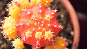 Check spelling or type a new query. Take Care Of Cacti And Succulents Pro Mix Gardening