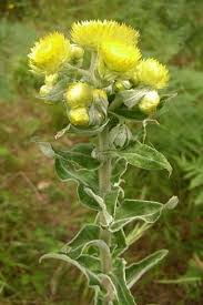 Image result for Helichrysum foetidum