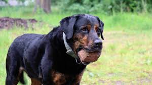 Labrottie (labrador retriever & rottweiler mix). Rottweiler X Rottweiler Labrador Youtube