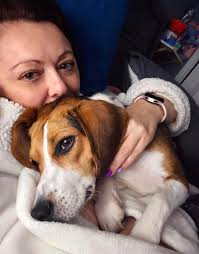 Fostering a Beagle Named River Girl and Her Progress