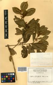 Image result for Hugonia platysepala