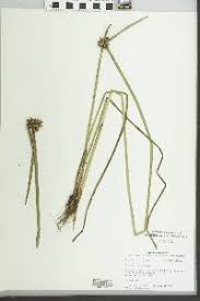 Image result for Schoenoplectiella mucronata