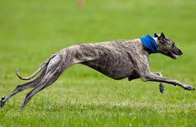 Image result for dogs